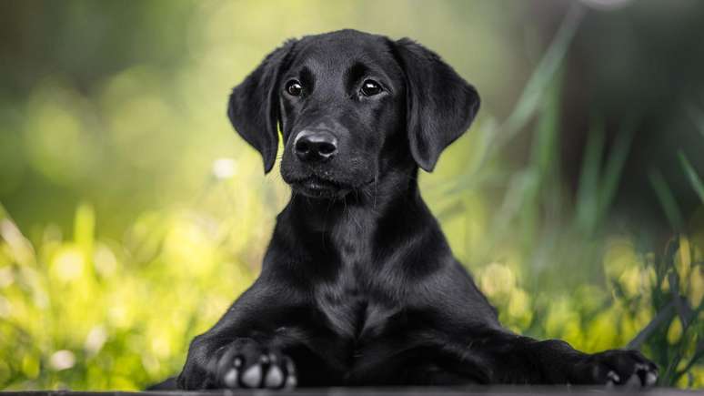 Uma imagem de arquivo de um lindo filhote de labrador preto