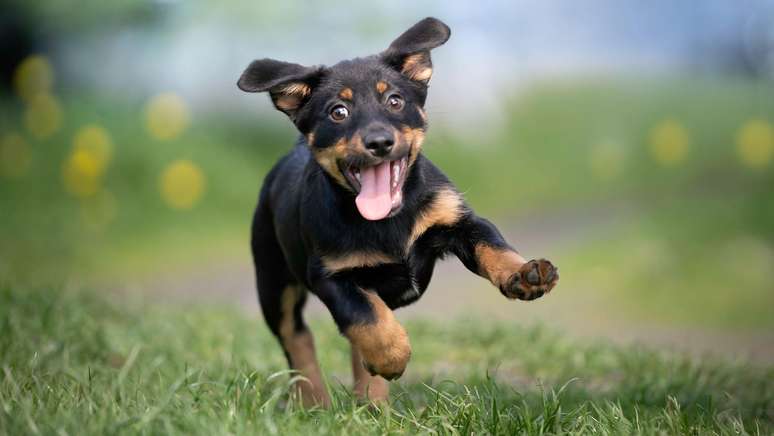 O plano sublinha que os cães são um enorme compromisso