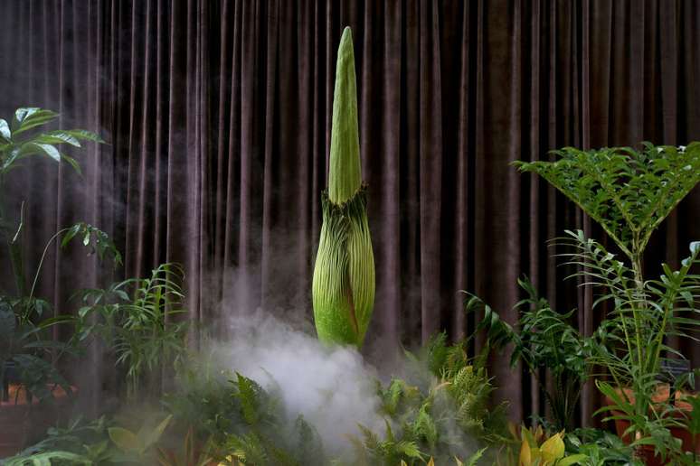 Flor-cadáver de perto