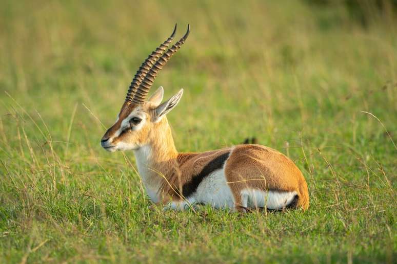 Gazella-D-Ason es uno de los animales terrestres más rápidos, alcanzando hasta 90 km/h 