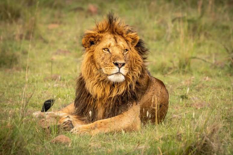 Los leones pueden alcanzar la velocidad de hasta 80 km/h a una distancia a corta distancia 