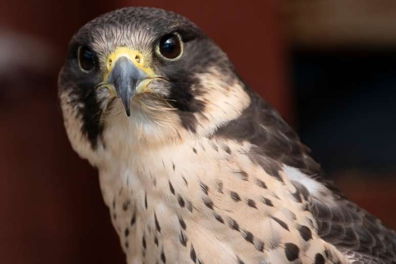 Las alas aerodinámicas de cuerpo y puntaje de Propulter Hawk están completamente adaptadas para alcanzar hasta 390 km/h 