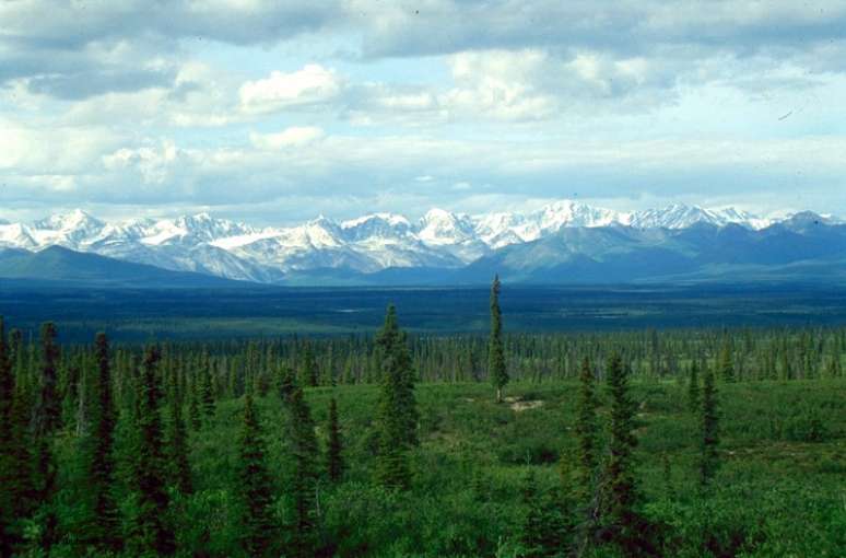 Imagem mostra a floresta Taiga.