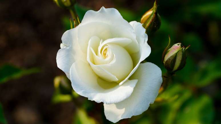 N&atilde;o &eacute; porque &eacute; Dia de Iemanj&aacute; que voc&ecirc; tem que celebrar perto do mar. Para quem mora longe da praia, tamb&eacute;m pode comemorar essa data