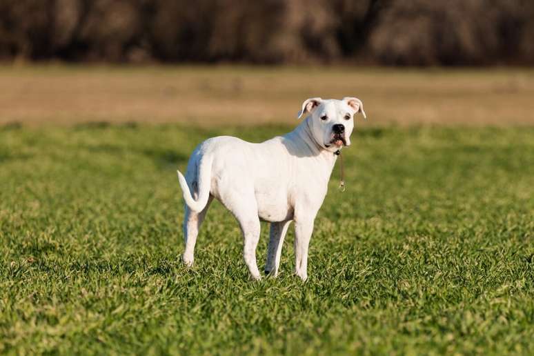 O dogo argentino tem uma cor exclusivamente branca 