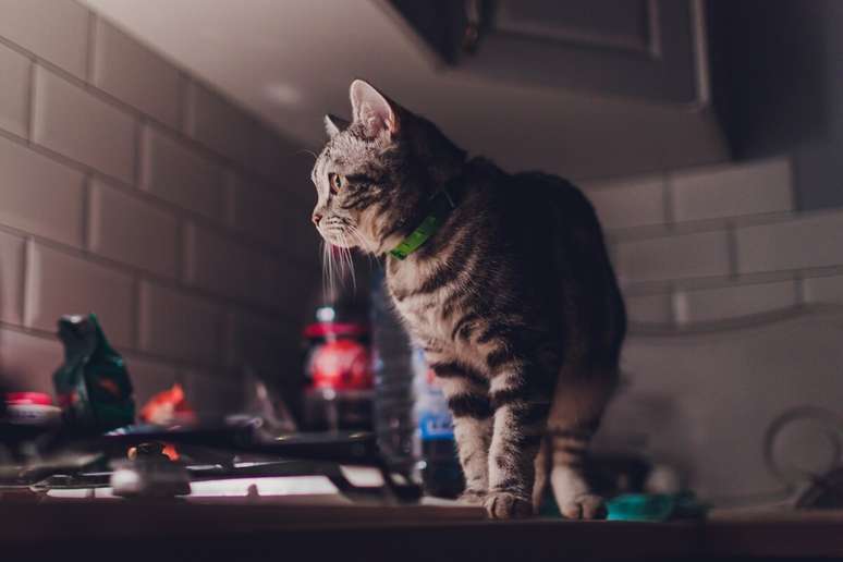 Hiperatividade dos gatos durante a noite pode ser sinal de tédio e ansiedade