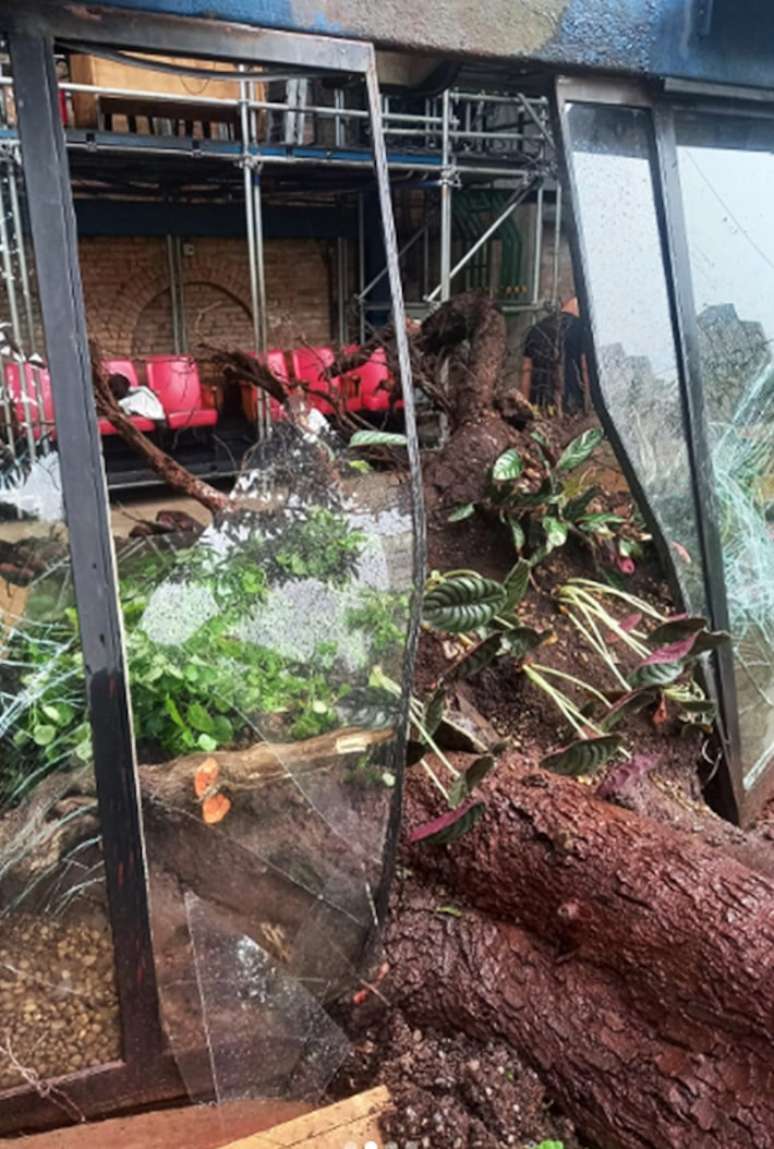 Cisalpina cujas raízes ficam dentro do prédio do teatro Oficinal caiu na madrugada desta segunda-feira.