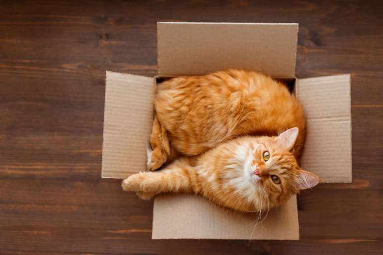 Esconderijos simples, como a caixa de papelão, oferecem desafios e distrações para os gatos durante a noite 