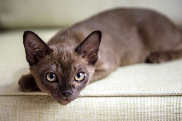 El nombre de Coco coincide con los gatos de abrigo marrón o negro 