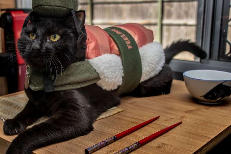 El nombre de la comida es una opción creativa de nombrar gatos