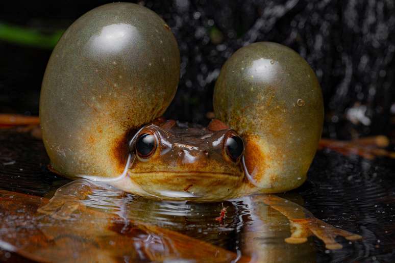 O fotógrafo francês Vincent Premel flagrou um sapo Trachycephalus coriaceus chamando por um companheiro, um chamado tão poderoso que pode ser ouvido a centenas de metros de distância