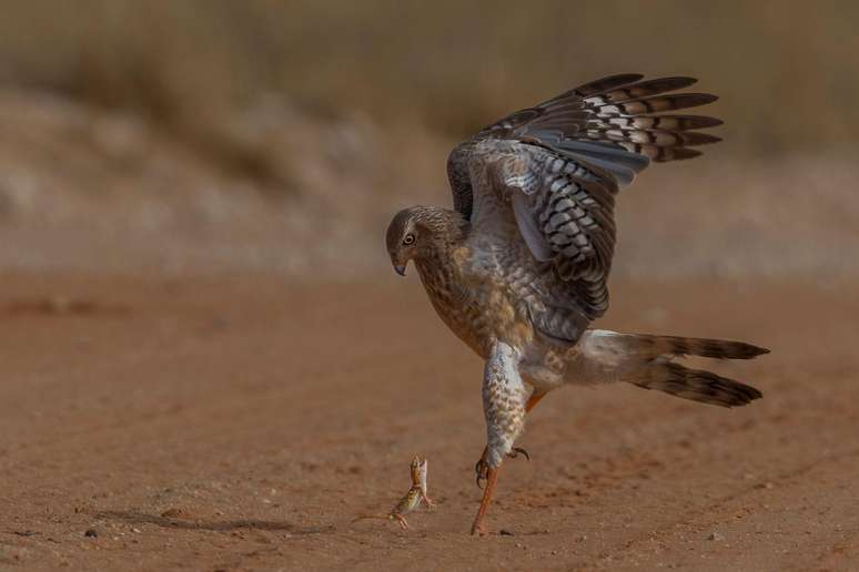 O fotógrafo sul-africano Willie Burger van Schalkwyk capturou uma lagartixa enfrentando um açor-cantor-pálido. Apesar da valentia, a lagartixa não tinha chance de sobreviver