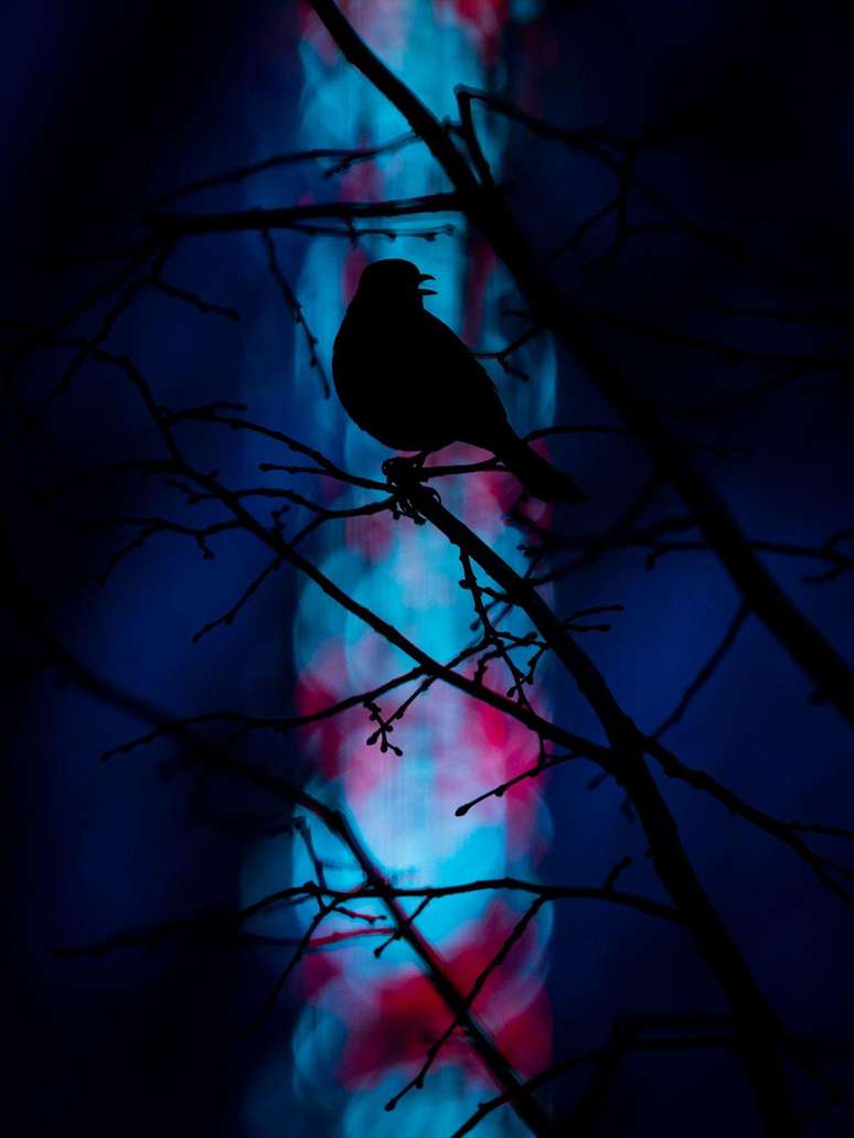 O fotógrafo alemão Christian Brinkmann capturou a silhueta de um melro-preto contra as luzes do parque de diversões de Münster