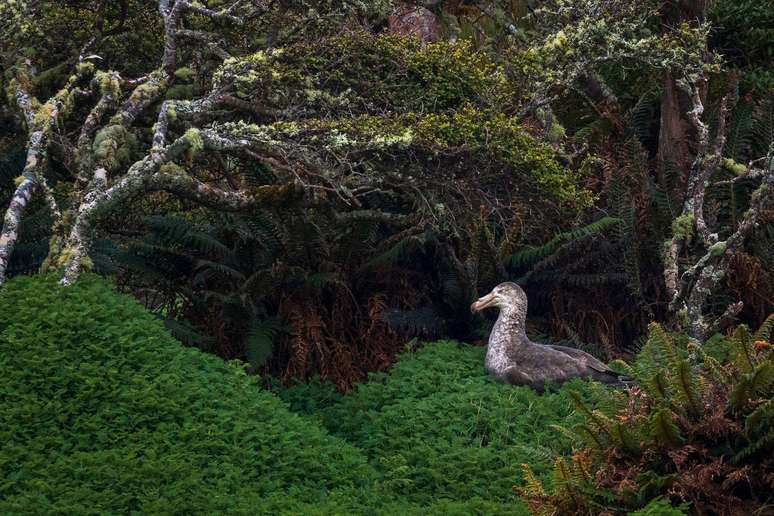 O fotógrafo francês Samuel Bloch registrou um petrel-gigante-do-norte fazendo ninho em uma floresta de rātā na Ilha Enderby, na Nova Zelândia. Acostumada aos vastos oceanos abertos, a presença desta ave marinha em uma floresta densa era uma visão rara