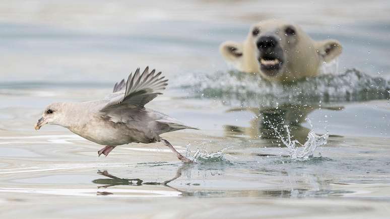O fotógrafo norueguês Erlend Haarberg mostrou um filhote de urso polar tentando realizar um ataque subaquático contra um fulmar-glacial. Embora não tenha sido bem-sucedida, esta prática lúdica é vital para aprender a caçar