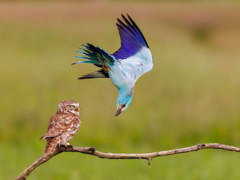 O fotógrafo húngaro Bence Máté observou um rolieiro-europeu emboscando uma pequena coruja no Parque Nacional Kiskunság. Após passar 27 dias em um esconderijo, ele capturou este momento fugaz de defesa territorial