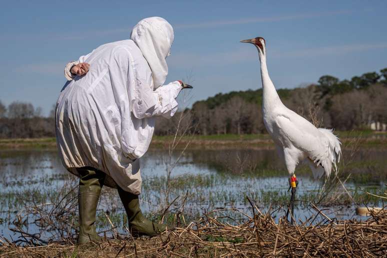 O fotógrafo americano Michael Forsberg registrou um biólogo disfarçado se aproximando de um grou-americano ameaçado de extinção para verificar a saúde da ave e trocar um transmissor quebrado