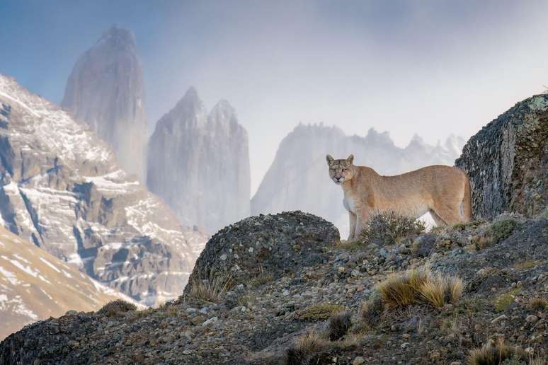 O fotógrafo americano Aaron Baggenstos fotografou um puma no Parque Nacional Torres del Paine, no Chile. Um movimento de conservação ajudou a reduzir o conflito com os criadores de ovelhas locais, oferecendo esperança de coexistência