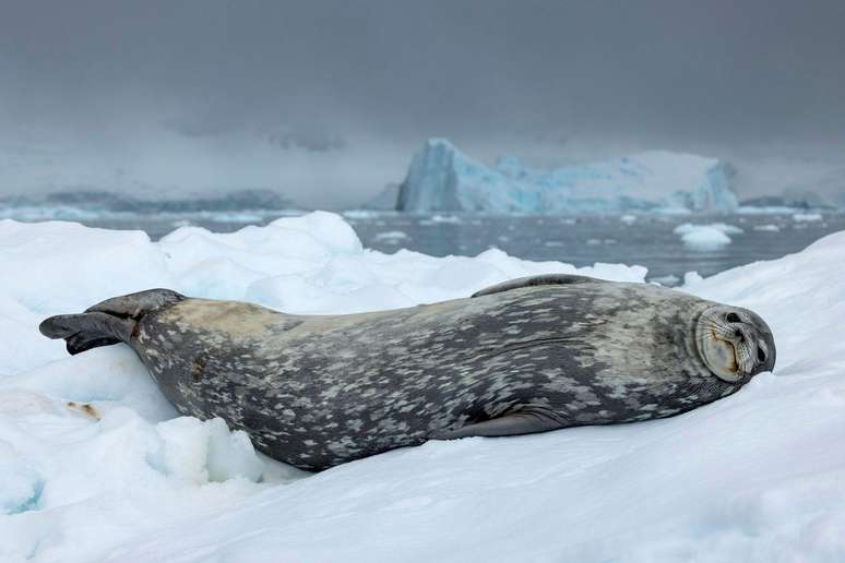 A fotógrafa britânica Sue Flood flagrou uma foca-de-weddell descansando em um bloco de gelo na Antártida. Usando uma lente teleobjetiva, ela evitou perturbar o gigante adormecido, que depende da gordura para sobreviver nas águas geladas