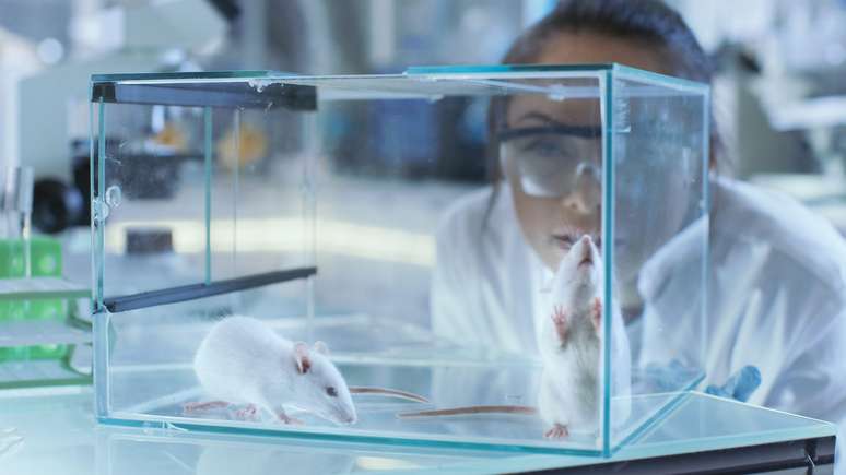 O início do sono REM em camundongos está relacionado à redução da atividade no locus coeruleus