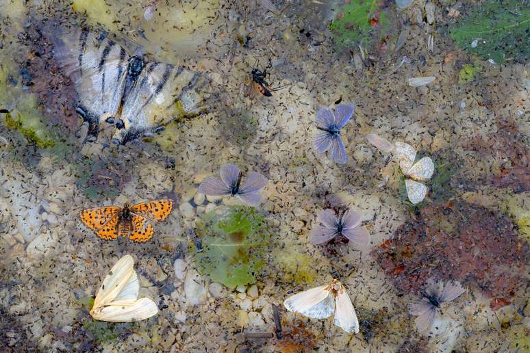 O fotógrafo italiano Carlo D'Aurizio descobriu uma colagem surreal de borboletas mortas flutuando em um riacho na Itália. Não era o que ele esperava encontrar, e ainda não há uma explicação para a morte dos insetos