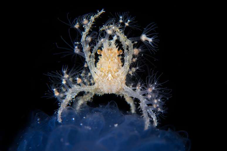 O fotógrafo israelense Noam Kortler capturou um caranguejo empoleirado em uma ascídia em Komodo