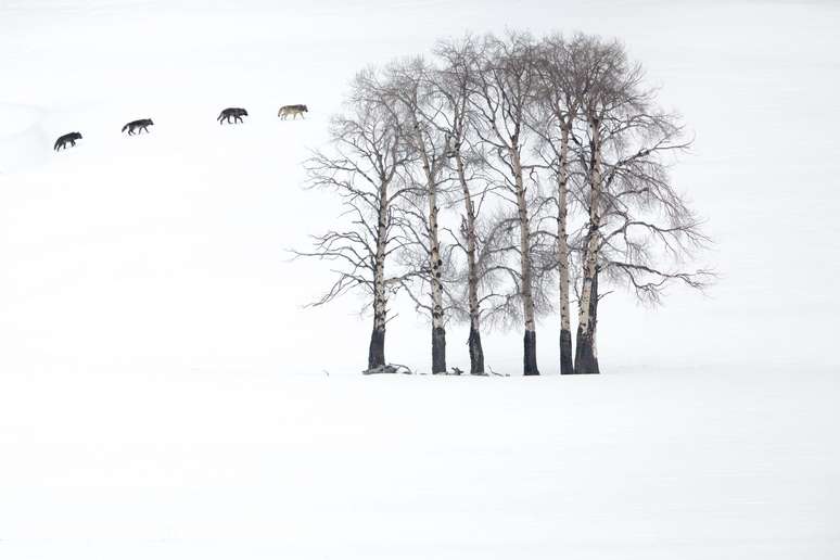 O fotógrafo americano Devon Pradhuman registrou quatro lobos cinzentos atravessando um bosque nevado de álamos em Yellowstone