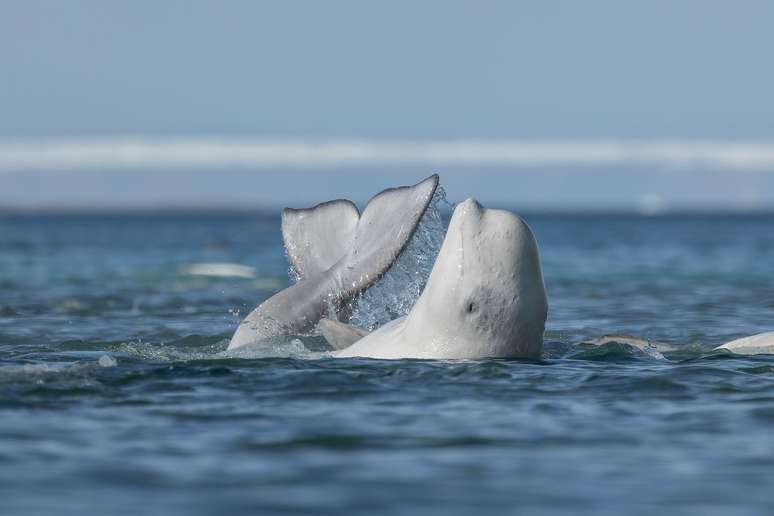 O fotógrafo britânico/canadense Mark Williams registrou uma baleia beluga 'esfoliando' sua pele no Ártico. Centenas de baleias se reúnem nestas águas seguras, longe das orcas predadoras, para socializar e descamar a pele velha