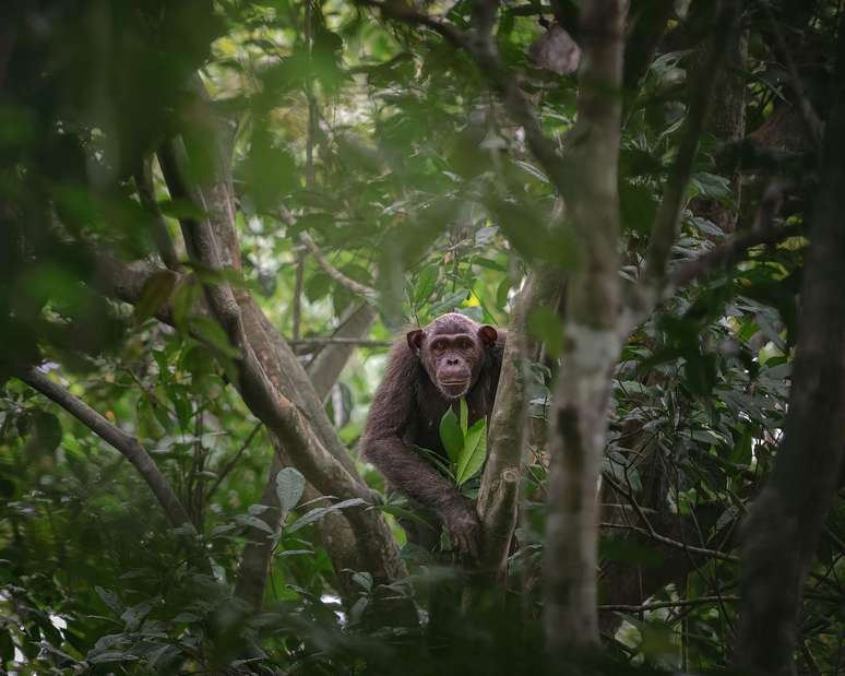 A fotógrafa americana Nora Milligan registrou um momento de reflexão, em que um chimpanzé faz uma pausa e olha para sua família no Parque Nacional de Loango