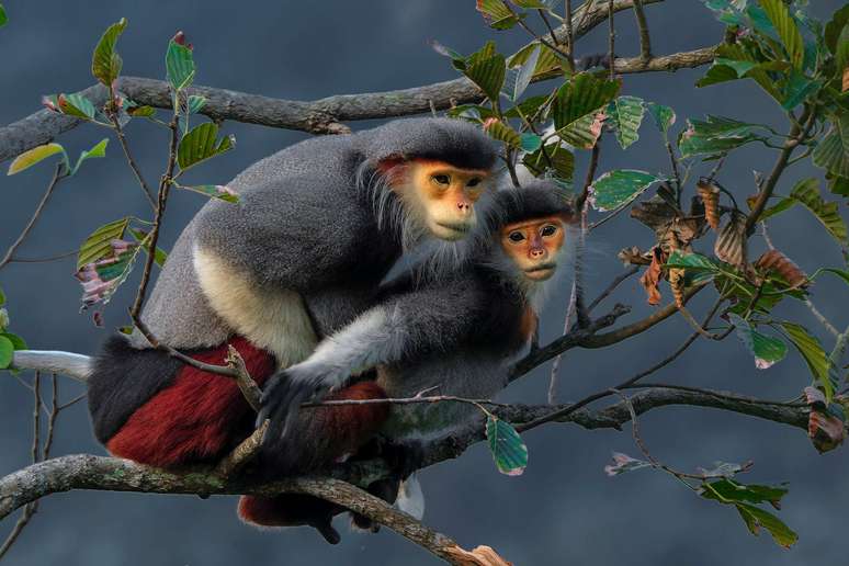 O fotógrafo tcheco Ivan Ivanek capturou um momento raro entre doucs-de-canelas-vermelhas na Península de Sơn Trà, no Vietnã. Criticamente ameaçados de extinção, estes primatas correm risco devido à perda de habitat e à caça
