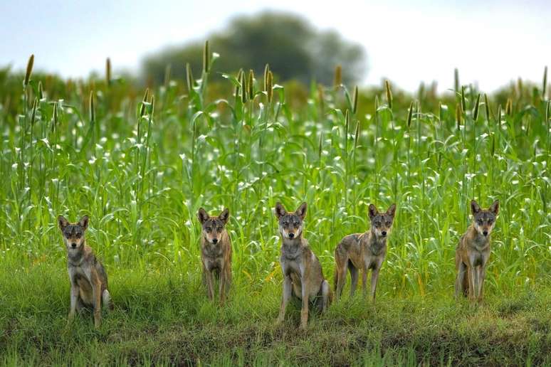 O fotógrafo indiano Arvind Ramamurthy capturou uma matilha de lobos-indianos fazendo uma pausa no meio da brincadeira em Bhigwan. Com a redução de seu habitat, a conservação oferece esperança de que estes predadores resilientes voltem a aparecer