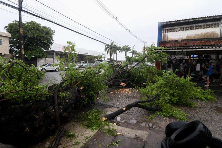 Árvores caíram por causa da chuva