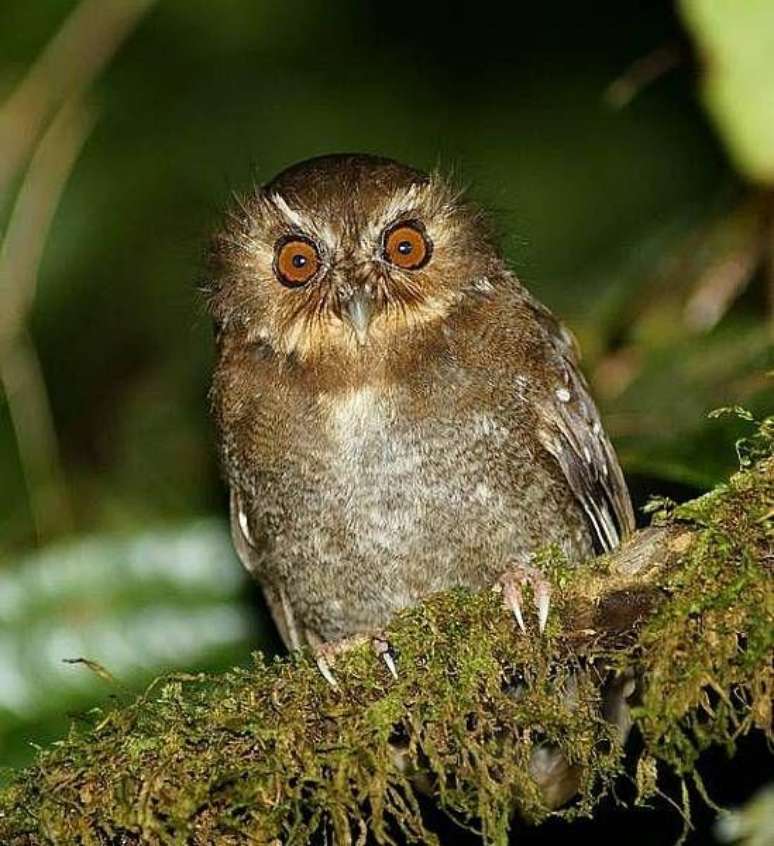 Coruja da esp&eacute;cie Xenoglaux loweryi, end&ecirc;mica do norte do Peru que vive em uma pequena &aacute;rea &mdash; a foto &eacute; na reserva Fundo Alto Nieva, que Carlos Calle criou para conservar esta ave