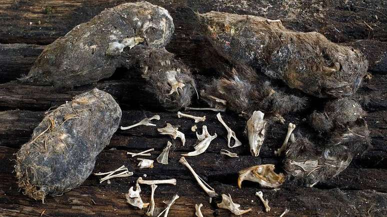 As corujas regurgitam peda&ccedil;os n&atilde;o digeridos da pele e ossos de suas presas. As pelotas s&atilde;o um tesouro de informa&ccedil;&otilde;es sobre a alimenta&ccedil;&atilde;o destas aves