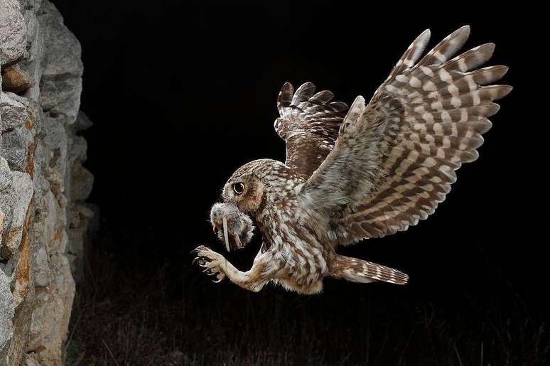 As garras afiadas de um mocho-galego ca&ccedil;ando roedores &agrave; noite na Espanha. Seu nome cient&iacute;fico (Athene noctua) remete &agrave; mitologia grega, j&aacute; que era a ave sagrada da deusa Atena