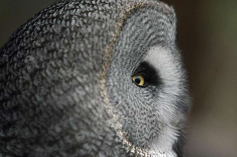 O disco facial de uma coruja-cinzenta 'atua como uma esp&eacute;cie de antena parab&oacute;lica emplumada para captar o som e canaliz&aacute;-lo para os ouvidos'