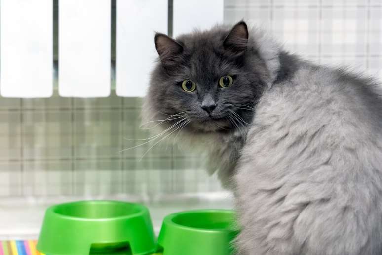 O gato de Nebelung deve ter uma dieta equilibrada para evitar problemas de saúde. 