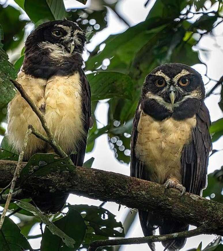 Dois murucututus (Pulsatrix perspicillata) na Col&ocirc;mbia
