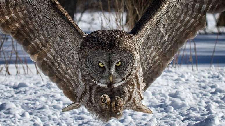 A coruja-cinzenta pode detectar um arganaz (pequeno roedor) cavando um t&uacute;nel de meio metro sob a neve