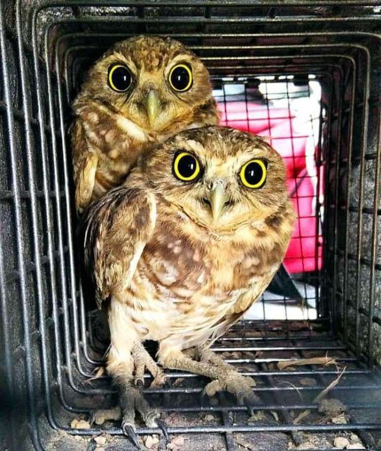 Corujas-buraqueiras (Athene cunicularia) capturadas brevemente para estudo em Maring&aacute;, no Paran&aacute;. Estas aves fazem seus ninhos em tocas cavadas por outros animais