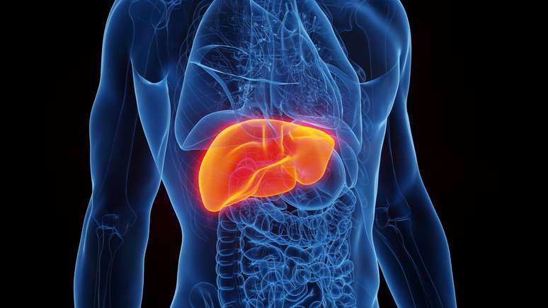 The liver has an impressive capacity of regeneration The liver has an impressive capacity of regeneration