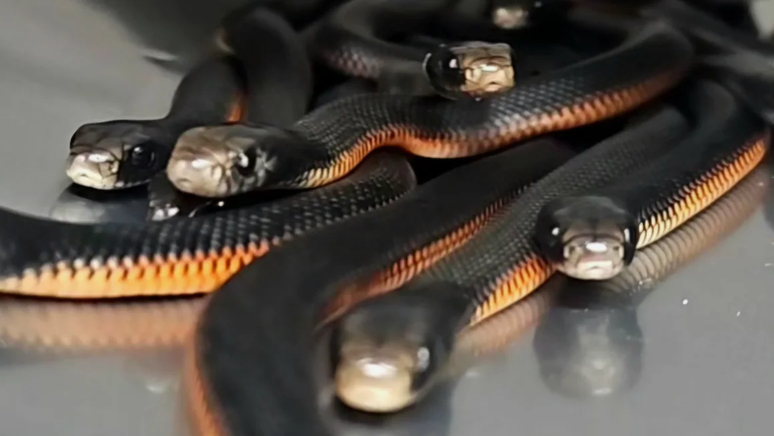 Foram encontradas cobras adultas e filhotes no monte