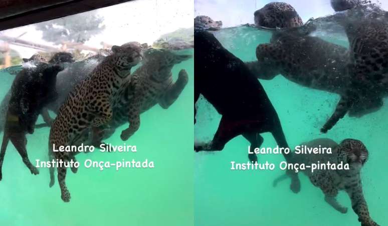 Onças-pintadas nadando em instituto. 