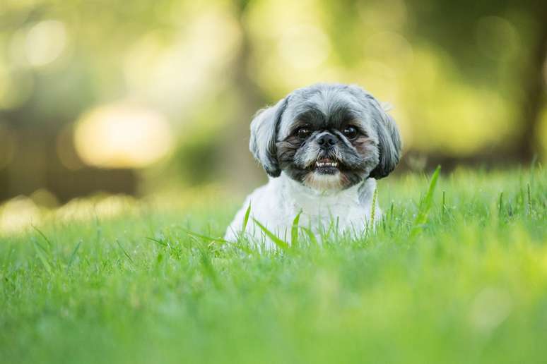 Shih tzu ao ar livre