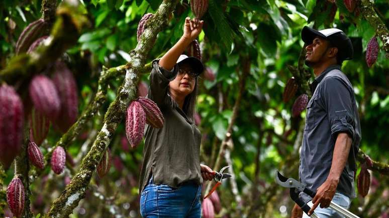 A exportação de produtos alimentícios, como o cacau, é um dos pilares da economia equatoriana