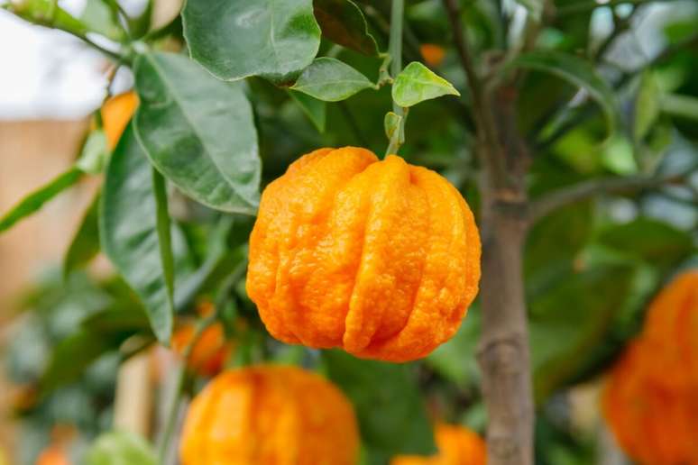 A laranja-amarga tem uma rica composição nutricional