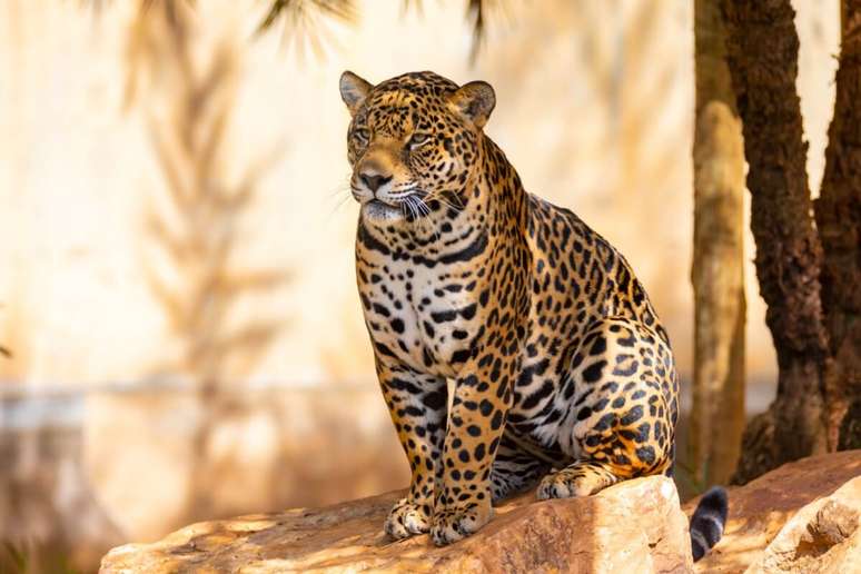 A onça-pintada é o maior felino das Américas, podendo pesar entre 56 e 92 quilos e medir até 1,85 metros de comprimento 