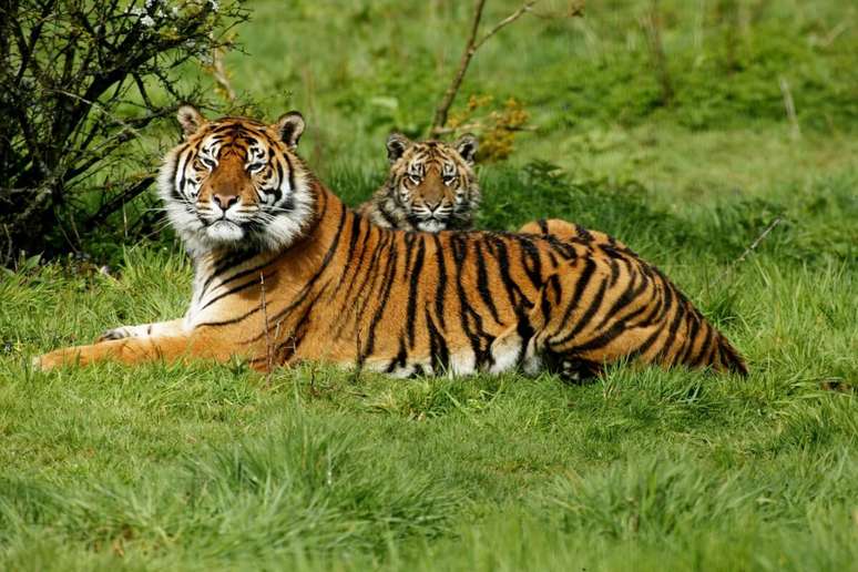O tigre-de-sumatra pesa entre 100 e 140 quilos e mede cerca de 2,5 metros de comprimento 