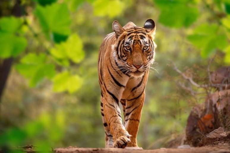 O tigre-de-bengala pode pesar até 220 quilos e medir mais de 3 metros de comprimento 