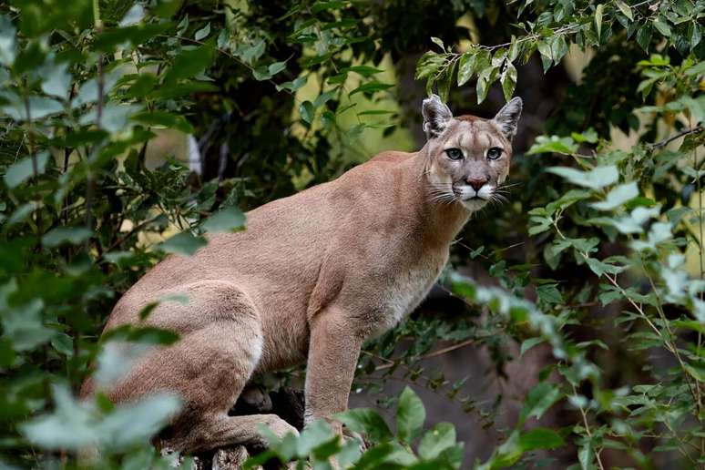 O puma pode medir até 1,55 metros de comprimento e pesar até 72 quilos 